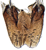 Subgenital plate: Goniagnathus emeljanovi, subgenital plates, ventrally (INHS). (Observation).