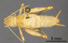 CollectionObject 1967348; e56c4af8-e986-4589-95eb-0338e709c221: Male, dorsal view (paratype). (CollectionObject).