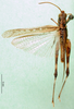 CollectionObject 1501347; fd2077f3-6e2f-4ef0-9651-142fbd3c5191: male, dorsal view (holotype of Gymnobothrus houyi). (CollectionObject).