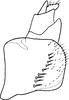 Pygofer, lateral view on Edwardsiana sharfi Ahmed & Naheed, 1981: Pygofer, lateral view. (Observation).