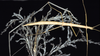 Paracandovia cercata (Redtenbacher, 1908): copyright D.C.F. Rentz. female, NSW: Smith's Lake, x.1993. (Otu).