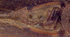 CollectionObject 1516923; b317c065-3a46-4d5a-8e09-7d877ae64776: male stridulatory area (holotype). (CollectionObject).