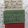 labels (female syntype). Depicts CollectionObject 1505668; 5fcbb7ab-4992-4b66-94b8-64f3bcb8e955, a CollectionObject.