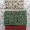 CollectionObject 1505668; 5fcbb7ab-4992-4b66-94b8-64f3bcb8e955: labels (female syntype). (CollectionObject).