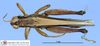 CollectionObject 1514665; 8888e6be-30cd-407f-b430-e351e967c7d8, MLP3379': male, dorsal view (paratype). (CollectionObject).