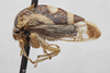 Habitus, lateral view on Cyrtolobus griseus Van Duzee, 1908: (Observation).