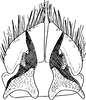 Subgenital plate, ventral view on Recilia coronifer (Marshall, 1866): Subgenital plate. (Observation).
