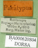 CollectionObject 1502709; 10d7dfcf-c365-4a82-9e8e-e1478baa2fb7: labels (paratype). (CollectionObject).
