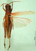 CollectionObject 1502280; e2fd37bb-f990-485b-8405-ac1068cce69c: female, dorsal view (syntype). (CollectionObject).