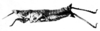 CollectionObject 1540717; 5fe27251-f7c4-410b-97fc-16e226831ba8: Fig. 14 B. female, lateral view (syntype). (CollectionObject).