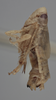Habitus, lateral view on Athysanella (Gladionura) nata Blocker & Johnson, 1990: Lateral - Male. Paratype. (Observation).
