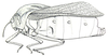 Bullacris obliqua (Thunberg, 1810): Fig. 19.1. male (body length 41-46 mm, pronotum 16-18 mm, tegmina 32-37 mm). (Otu).