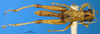 CollectionObject 1505381; a761a4b0-37c7-4b5a-98c4-3da1782ac157: male, dorsal view (syntype of Cranae marginata). (CollectionObject).