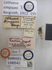 Lethaeus simpsoni Bergroth, 1912: Lethaeus simpsoni. Lectotype. (BMNH) - (CC BY-NC 4.0) Photo by Stuart Cole, reproduced with permission from the Natural History Museum, London, UK. (Otu).