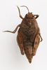 CollectionObject 1586713; 3629fe53-9aef-4376-a6ce-f4cd7eb307d9: female, dorsal view (paratype). (CollectionObject).