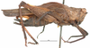CollectionObject 1521832; 1de0f9e9-6978-4329-bdfb-7d6e57beaa40: female, lateral view (holotype). (CollectionObject).