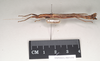 CollectionObject 1561298; NHMUK(SF IMPORT DUPLICATE) 845154, 05cf2fa2-efc1-4a56-a297-175d70c8f48d: copyright Natural History Museum, London. female, lateral view (paratype). (CollectionObject).