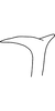 Stylus on Anufrievia triprocessa Yang & Zhang, 2018: Stylus. (Observation).