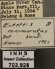 Other on Eutettix (Eutettix) marmoratus Van Duzee, 1892: Labels. Labels for the dorsal, lateral and face images. (Observation).