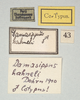 CollectionObject 1558268; f3dad98e-bffc-419f-b891-eed915efa757: copyright MIZ, Warsaw. male, data labels (syntype). (CollectionObject).;CollectionObject 1558269; b4cef16c-4cb8-45c5-b455-7adc37dbc9d4: copyright MIZ, Warsaw. male, data labels (syntype). (CollectionObject).
