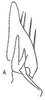 Subgenital plate: Stylus and sugential plate, dorsally. (Observation).