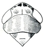 Head: Amplicephalus osborni, head, pronotum, and mesonotum, dorsally. (Observation).