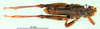 CollectionObject 1565163; 411c2130-b21c-4a78-bbf8-166f1ca55787: male, dorsal view (paratype). (CollectionObject).