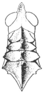 Draconata mancus Pictet & Saussure, 1887: Pl. 13, Fig. 6. male, head and pronotum, dorsal view. (Otu).