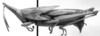 Minorissa volxemi (Bolívar, 1884): Image Carbonell, C.S. female, lateral view. (Otu).