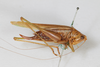 CollectionObject 2396761; 33d923b4-d82a-4525-9519-088de10081a9: female, lateral view (syntype). (CollectionObject).