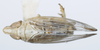 Habitus, dorsal view: !! display not done !! on Obtusicranus bicarinus Bartlett, 2006: (Observation).