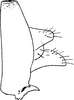 Anal tube processes: !! display not done !! on Megophthalmus scanicus (Fallén, 1806): Anal tube process. (Observation).