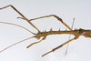 CollectionObject 1579444; cf7c8766-34dd-41a5-91de-53486e1f214a: copyright ZMUH, Hamburg. male: head & thorax, lateral view (syntype). (CollectionObject).