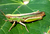 Aleuas lineatus Stål, 1878: female. (Otu).