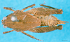 CollectionObject 1500820; 065394ed-f10b-4fae-a234-6be53acf864a: female, dorsal view (syntype). (CollectionObject).