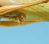CollectionObject 1542924; e0c6e038-cb01-4d16-ba3e-236bf04458dd: male, apex of the abdomen (holotype). (CollectionObject).
