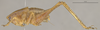 CollectionObject 1597299; a7b754e6-7912-4bd6-b8c6-2a6a317514e8: Male, lateral view (paratype). (CollectionObject).;CollectionObject 1597300; 06aeebe9-d116-47aa-aea5-d6707570be3e: Male, lateral view (paratype). (CollectionObject).