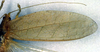 CollectionObject 1500359; 1e6425e4-6217-4a85-a8ea-c7ecbdc59bd9, DORSA BTmicspiHTF: right tegmen (holotype). (CollectionObject).