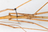 CollectionObject 1560427; bd11896f-e498-42f1-b959-c44f7049a332: copyright NMW, Vienna. male: mid-thorax, dorsal view (syntype). (CollectionObject).;CollectionObject 1560428; e38535f2-096d-42a7-90c9-05a46b40f72a: copyright NMW, Vienna. male: mid-thorax, dorsal view (syntype). (CollectionObject).