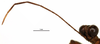 CollectionObject 1581858; 716bcb35-9a55-4c80-b14c-1d7d11047c54: female, antenna (paratype). (CollectionObject).
