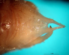 CollectionObject 1500526; 24761f4c-3a59-4dbd-b9a3-c970a3e644f6: male subgenital plate (syntype). (CollectionObject).