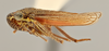 Habitus, lateral view on Cuerna xyla Hamilton, 1970 now Cuerna alpina Oman & Beamer, 1944: (Observation).