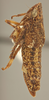 Habitus, lateral view on Carsonus irroratus (Ball, 1902): Lateral. (Observation).