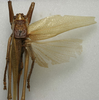 CollectionObject 1535917; 79e04f77-f881-4dab-b6d2-3e0663f30d90: female, dorsal view (allotype). (CollectionObject).