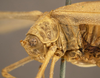 CollectionObject 1507307; 003bf091-9fd4-45dd-bbff-6d862f854339: female pronotum, lateral view (holotype of Anaulacomere maranona). (CollectionObject).
