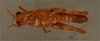 CollectionObject 1518654; f2ca3e87-1c2d-473c-b206-3b18fa7058d7, NHMUK013806077: female, dorsal view (holotype). (CollectionObject).