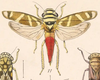 Habitus, dorsal view on Dilobopterus quinquesignatus (Walker, 1858): (Observation).