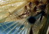 CollectionObject 1533189; 611e3ca5-50da-474b-8305-9a399ab1db4c, USNM 21341: male stridulatory apparatus (holotype of Anaulacomera longicercata Caudell). (CollectionObject).