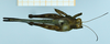 CollectionObject 1597075; 66c4e923-d9e7-4e40-9833-9ccc907e941e: male (no type), dorsal view. (CollectionObject).
