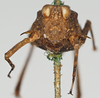 CollectionObject 1520943; fd562e39-dc19-4f9d-95ad-34ae6110674d: female, frontal view (syntype). (CollectionObject).